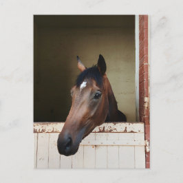 Curious Horse in Stable Rustic Equestrian Postcard Helg Vykort