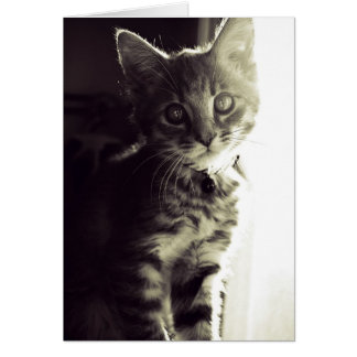 Curiouser, Curiouser in Black and White Hälsningskort