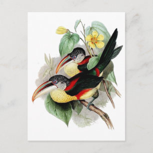 Curl-crested Aracari Vykort