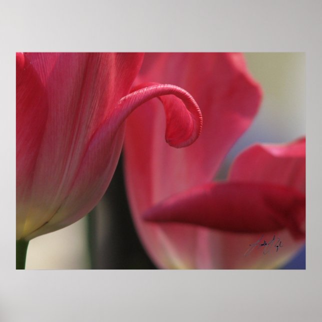 Curl Poster (Framsidan)