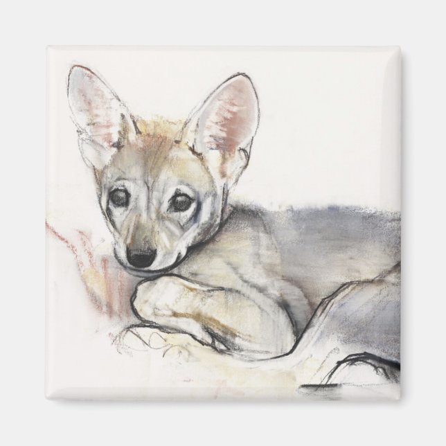 Curled Arabian Varg Valp 2009 Magnet (Framsidan)