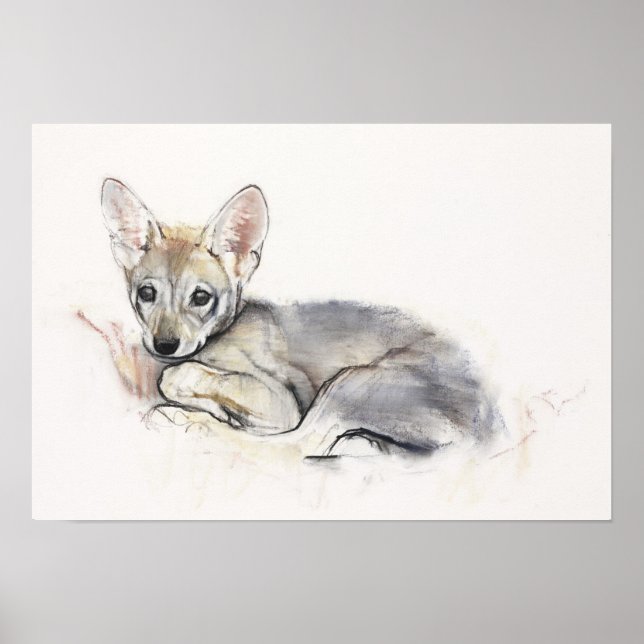 Curled Arabian Varg Valp 2009 Poster (Framsidan)