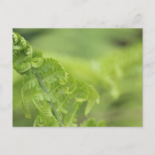 Curling Fern Löv, Greenery, oskarp bakgrund Vykort