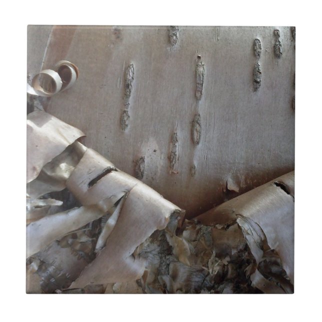 Curly Birch Bark Tree Rustic Kakelplatta (Framsidan)