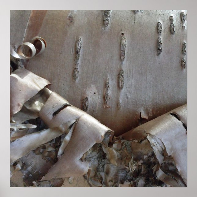 Curly Birch Bark Tree Rustic Poster (Framsidan)