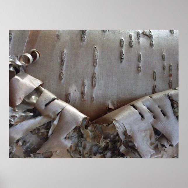 Curly Birch Bark Tree Rustic Poster (Framsidan)