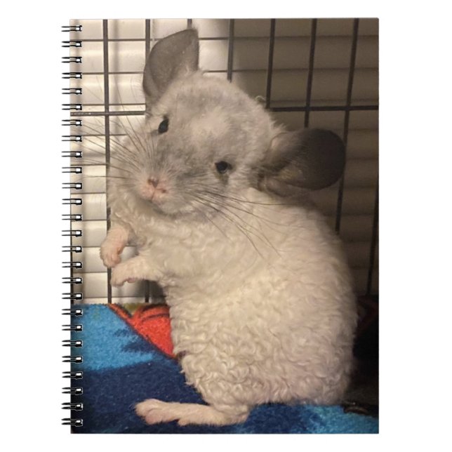 Curly Chinchilla spiral bärbar dator Anteckningsbok (Framsidan)