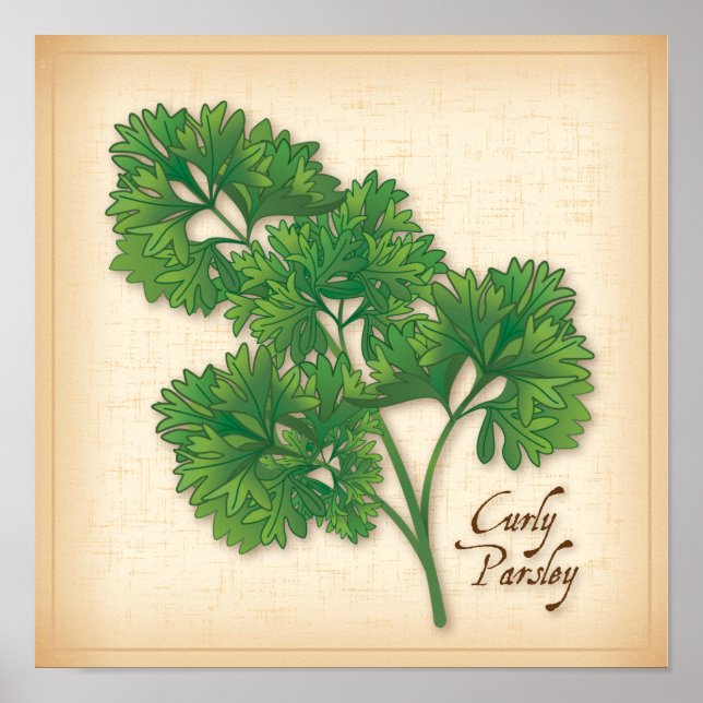 Curly Parsley Herb Poster (Framsidan)