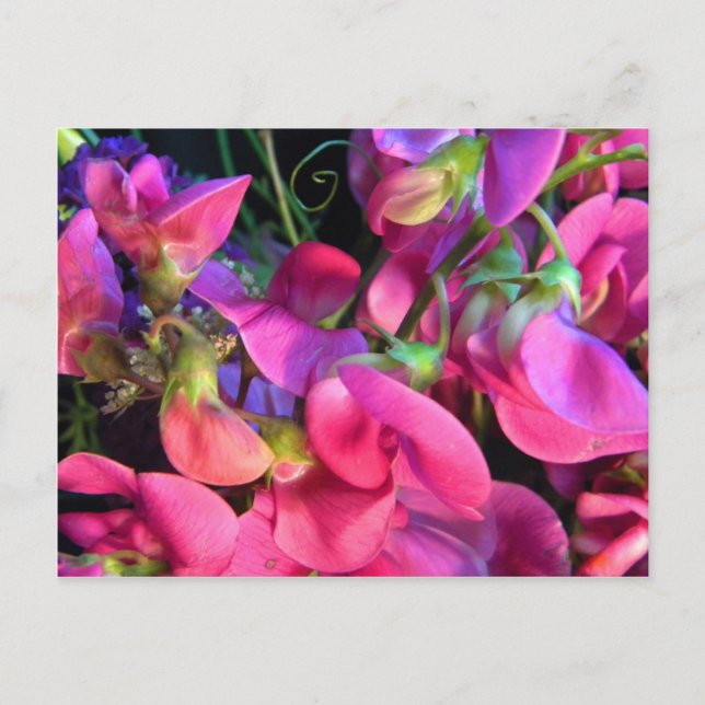 Curly Que Vykort (Framsida)