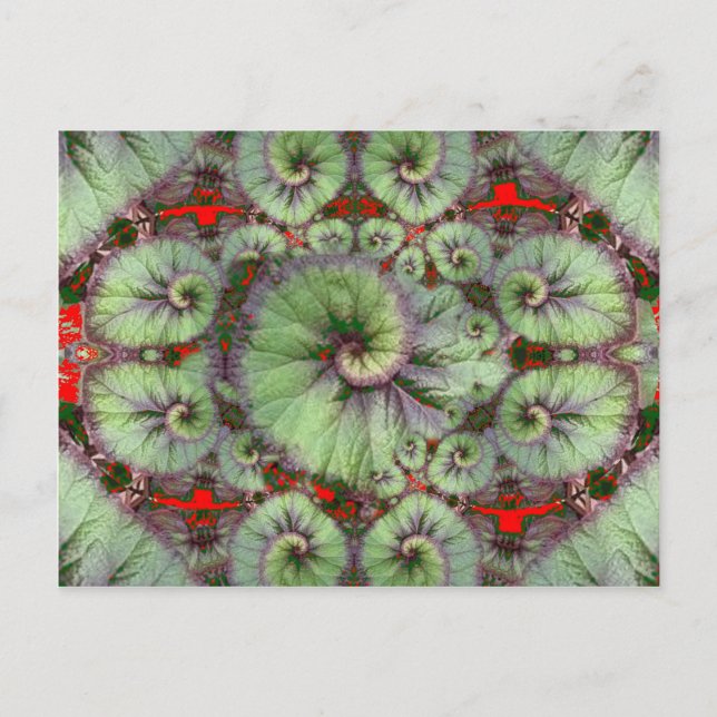 Curly Snigel Begonia-gåvor från Sharles Vykort (Framsida)