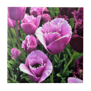 Curly Sue Lila Tulips, Oregon Kakelplatta