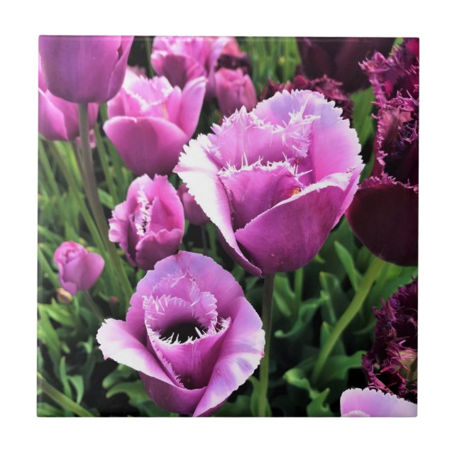 Curly Sue Lila Tulips, Oregon Kakelplatta (Framsidan)