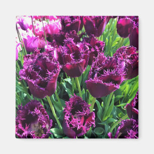 Curly Sue Lila Tulips, Oregon Magnet