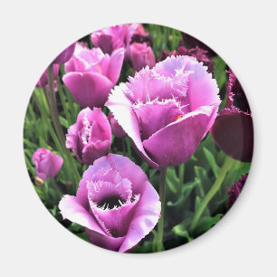 Curly Sue Lila Tulips, Oregon Magnet