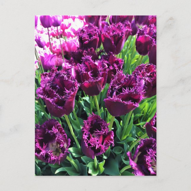 Curly Sue Lila Tulips, Oregon Vykort (Framsida)