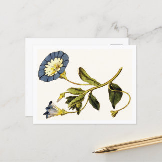 Curtis Botanical Illustrations Vykort