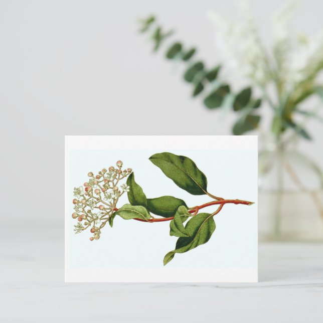 Curtis Botanical Illustrations Vykort (Stående Fram)