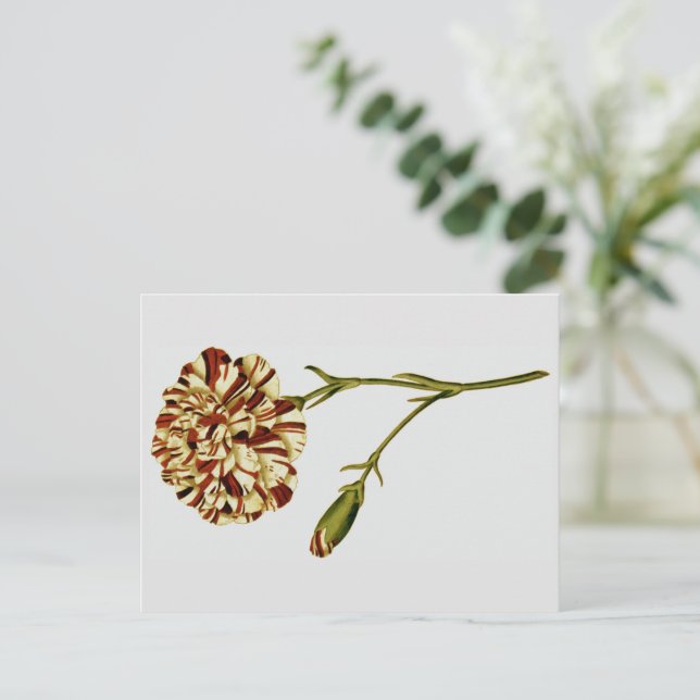 Curtis Botanical Illustrations Vykort (Stående Fram)