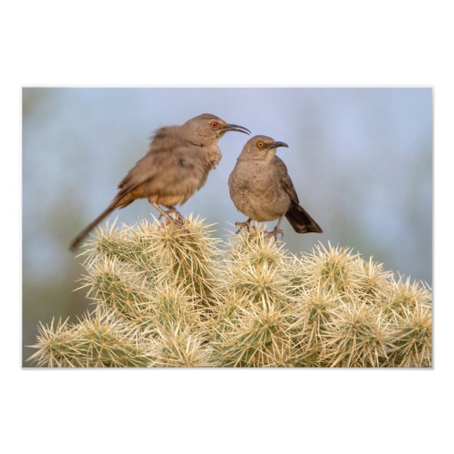 Curve-Billed Thrashers on Cholla (Arizona) Fototryck (Framsidan)