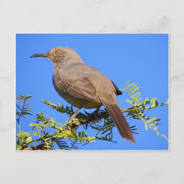 Curved-Bill Thrasher Vykort (Framsida)