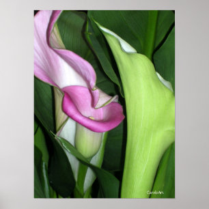 Curvy Calla Lilies Print Poster