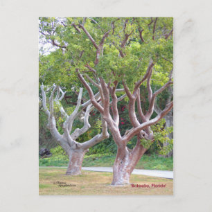 Curvy Gumbo Limbo träd Forida vykort