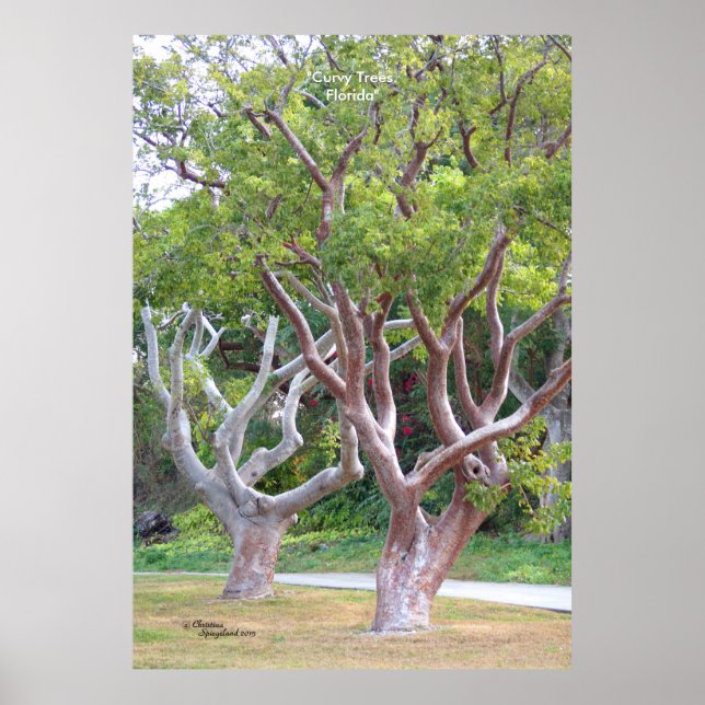 Curvy gumbo limbo träd-skog Poster (Framsidan)
