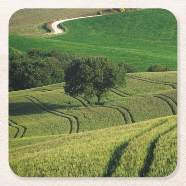 Curvy linjer i den gröna Tuscany kustfartyget Underlägg Papper Kvadrat (Framsidan)