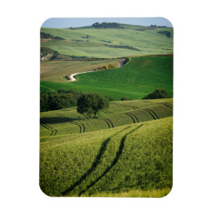 Curvy linjer i den gröna Tuscany vertikala Magnet