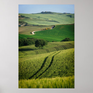 Curvy linjer i grönt Tocany poster