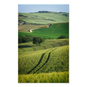 Curvy linjer i grönt Tuscany fototryck