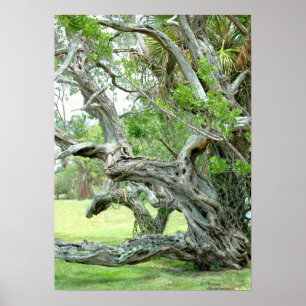 Curvy live levande Oak träd Poster