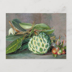 Custard Apple - Marianne North Postcard Vykort