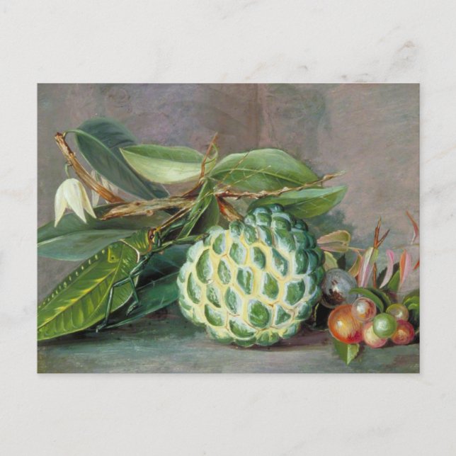 Custard Apple - Marianne North Postcard Vykort (Framsida)