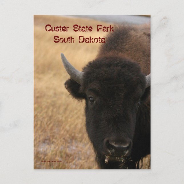 Custer State Park, South Dakota Postcard Vykort (Framsida)