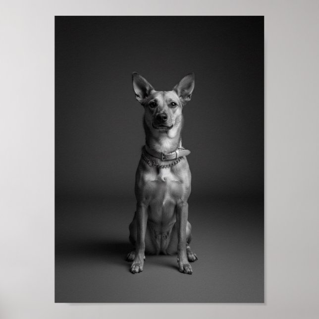 Custom 4K Black & White Pet Portrait Poster (Framsidan)