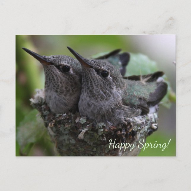 Customizable Cute Baby Hummingbirds Photo | Vykort (Framsida)
