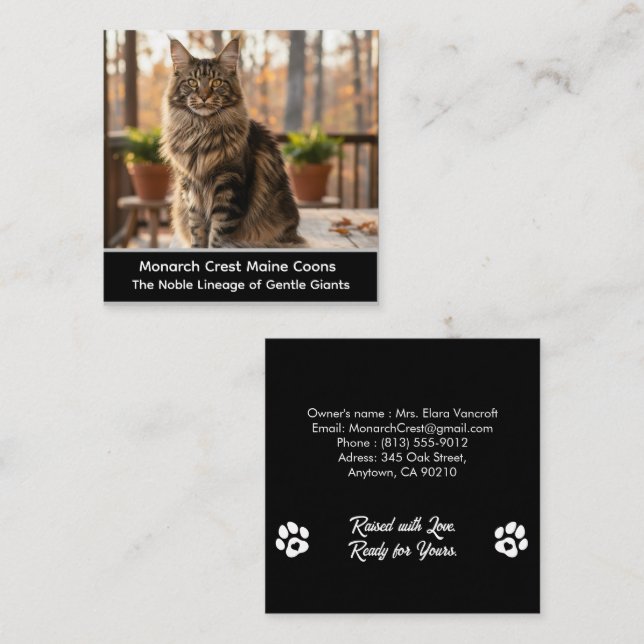Customizable  Maine Coon Cat Cattery Business Card Fyrkantigt Visitkort (Fram/baksida)