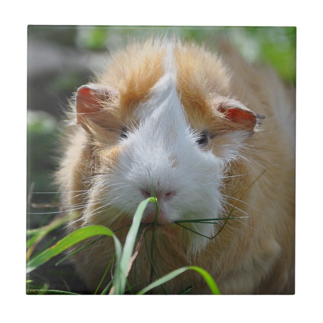 Cute, Abyssinien, Cream och White, Guinea Gris Kakelplatta (Framsidan)