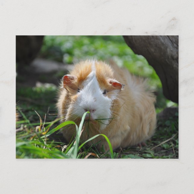Cute, Abyssinien, Cream och White Guinea Gris Vykort (Framsida)