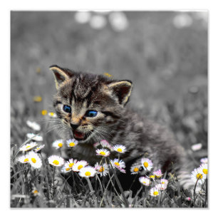Cute Adsible Cat Kitten Fototryck