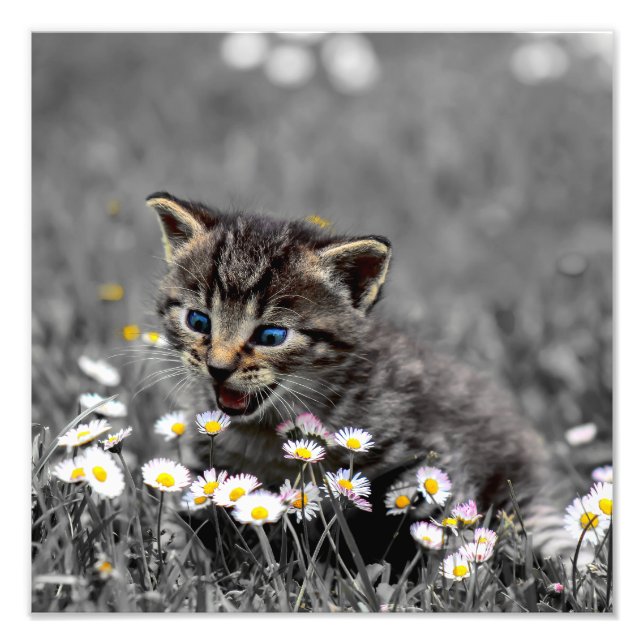 Cute Adsible Cat Kitten Fototryck (Framsidan)