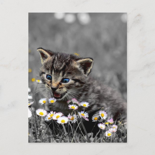 Cute Adsible Cat Kitten Vykort (Framsida)