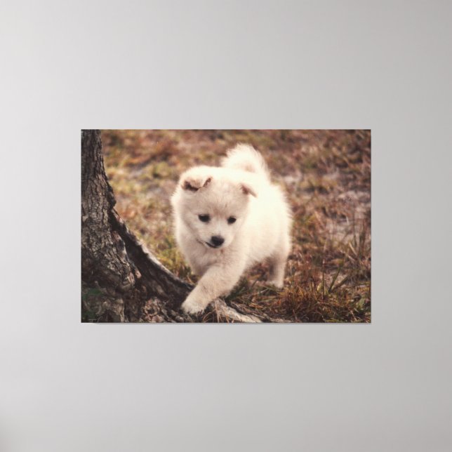 Cute Adsible Fluffy Snowball Puppy Hund Canvas Art (Framsida)