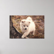 Cute Adsible Fluffy Snowball Puppy Hund Canvas Art
