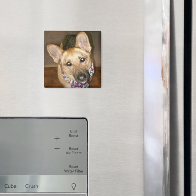 Cute Adsible German Shepherd Hund Black & Tan Magnet (In Situ (Fridge))