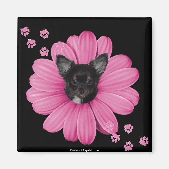 Cute Adsible Sly Heaven Chihuahua Magnet (Framsidan)