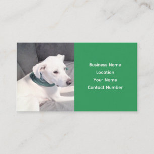Cute Adsible White Puppy Hund Wear Grönt Scarf Visitkort