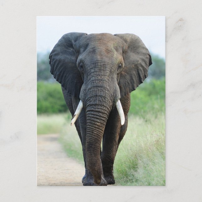 cute African Elephant Vykort (Framsida)