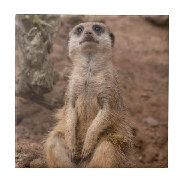 Cute African Meerkat vildlevande djur Kakelplatta (Framsidan)